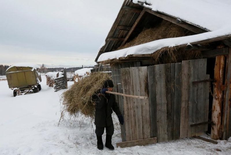 Baburin carries hay to feed sheeps at court yard of his house in remote Siberian village of Mikhailovka