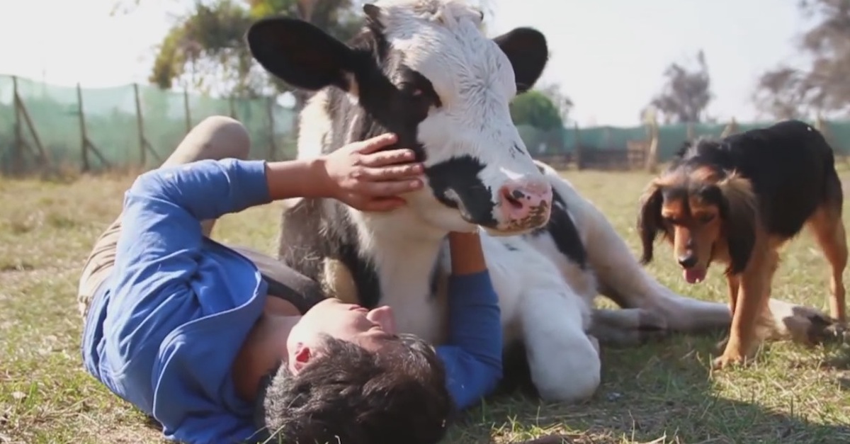 Salvador-the-cow-cuddles-with-guy-dog