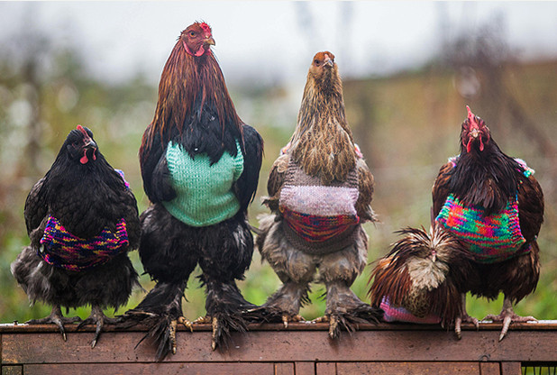 Nicola Congden's hen pecked rescue chickens which are being kept warm with knitted tank tops. See SWNS story SWHENS; A woman who has re-homed several battery chickens has developed a novel way to keep them warm – by knitting them woolly JUMPERS. Nicola Congdon, 25, and her mother Ann, 58, have been re-homing battery chickens for some years, but found that they would get cold when they lived outdoors. The chickens from the battery farms often had few feathers, as they would pull them out in frustration, and could not cope with the chilly countryside weather. Nicola decided to knit woolly jumpers for her chickens, and is now getting requests from abroad too purchase the jumpers, which she hand knits in her kitchen in Falmouth, Cornwall.