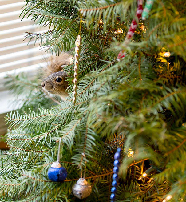 rescued-squirrel-christmas-tree-5