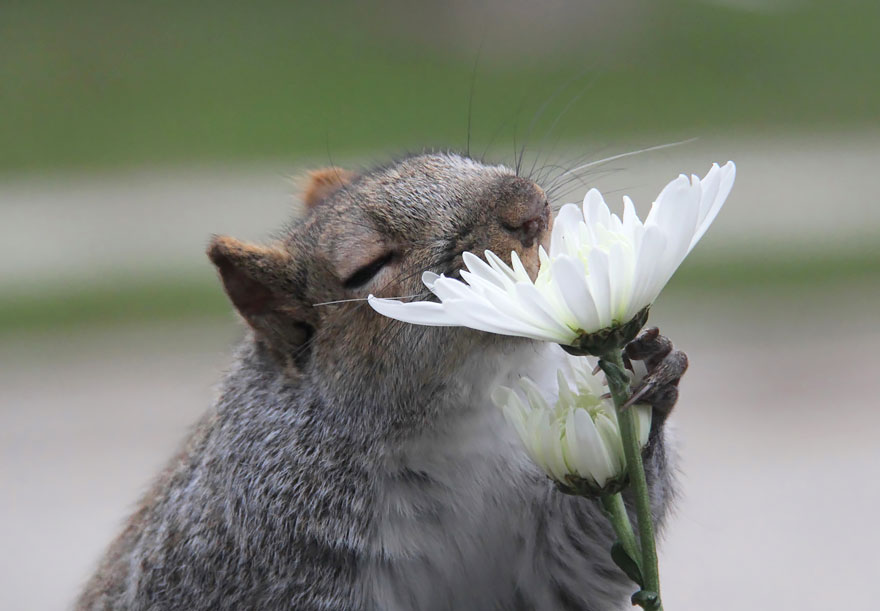 animals-smelling-flowers-42__880