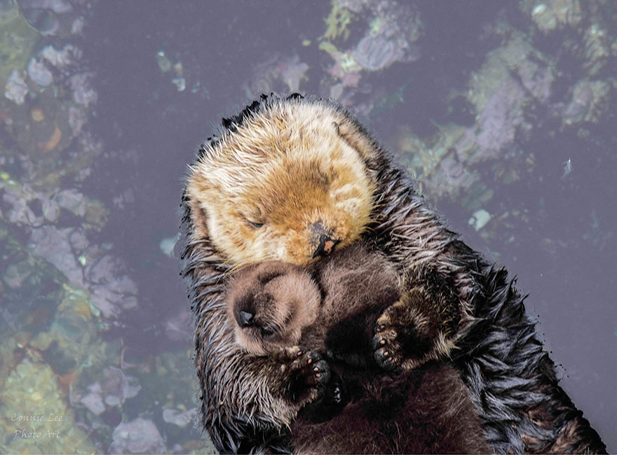 baby-otter-sleeps-mother-belly-monterey-bay-aquarium-3