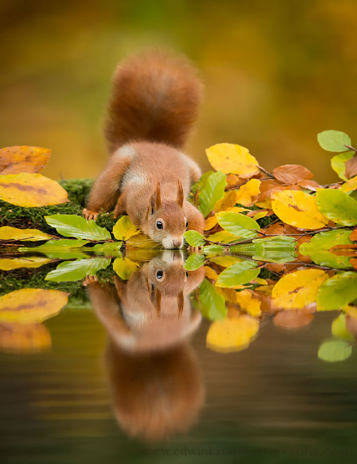 cute-squirrel-photography-151__700