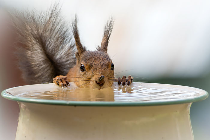 cute-squirrel-photography-341__700