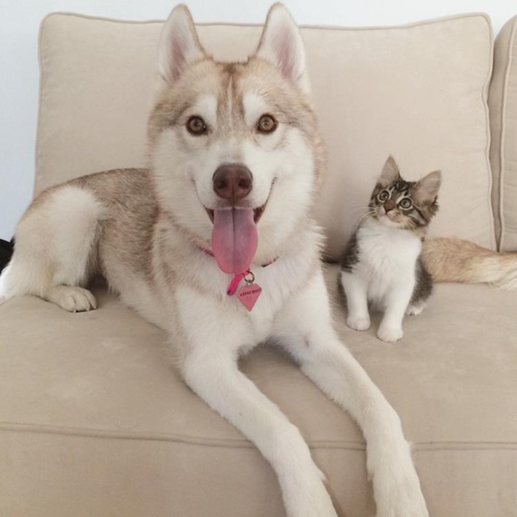 rosie-cat-grows-up-husky-mother-lilo-25