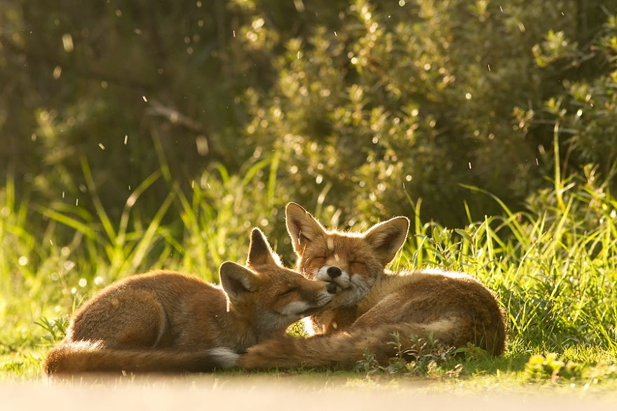 foxy-love-photographer-proves-that-foxes-are-extremely-loving-creatures-11-pics-11__880