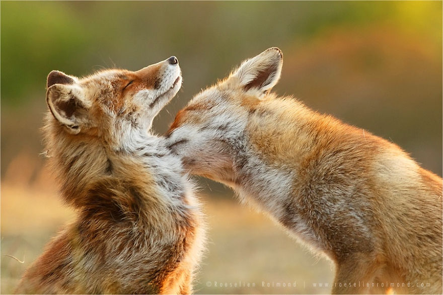 foxy-love-photographer-proves-that-foxes-are-extremely-loving-creatures-11-pics-3__880