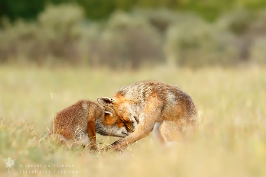 foxy-love-photographer-proves-that-foxes-are-extremely-loving-creatures-11-pics-4__880