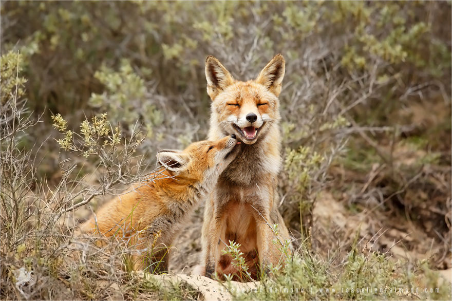 foxy-love-photographer-proves-that-foxes-are-extremely-loving-creatures-11-pics-5__880