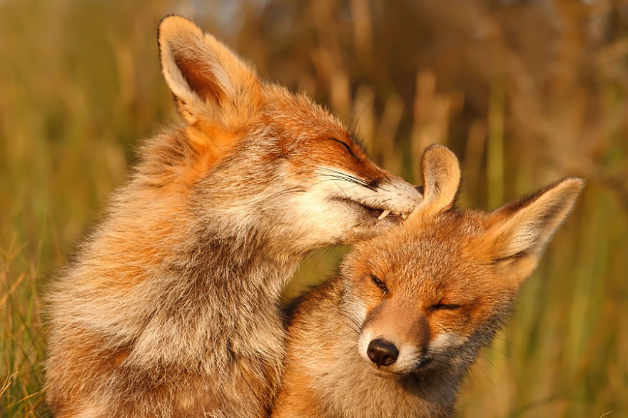 foxy-love-photographer-proves-that-foxes-are-extremely-loving-creatures-11-pics-6__880