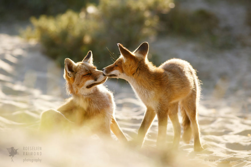 foxy-love-photographer-proves-that-foxes-are-extremely-loving-creatures-11-pics-8__880