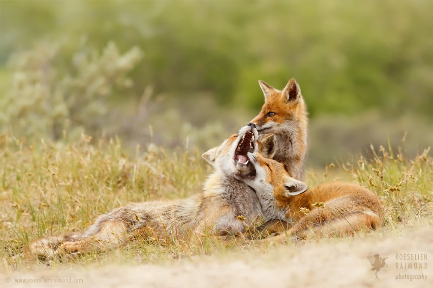 foxy-love-photographer-proves-that-foxes-are-extremely-loving-creatures-11-pics-9__880