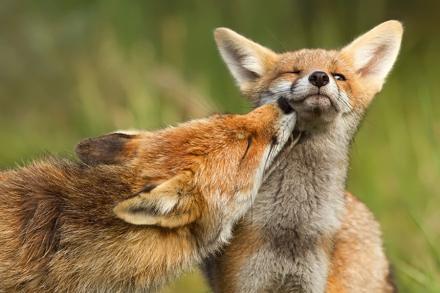 foxy-love-photographer-proves-that-foxes-are-extremely-loving-creatures-11-pics__880