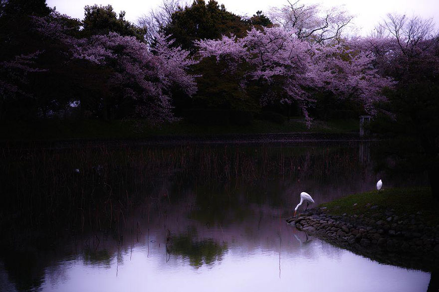 spring-japan-cherry-blossoms-national-geographics-201