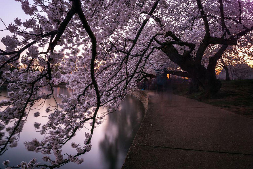 spring-japan-cherry-blossoms-national-geographics-210