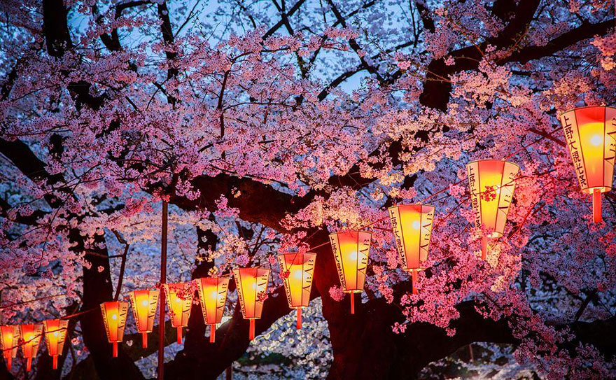 spring-japan-cherry-blossoms-national-geographics-211