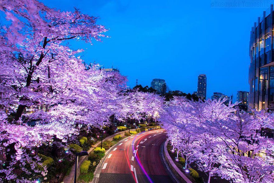 spring-japan-cherry-blossoms-national-geographics-91