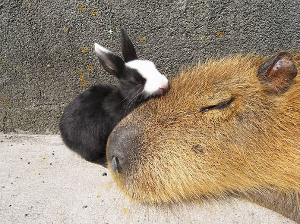 capybara-unusual-animal-friendship-35-5703a5979041b__605