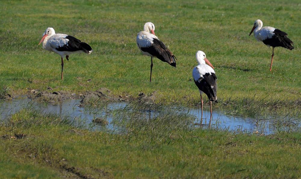 Fehér gólyák a Hortobágyi Nemzeti Park területén - Fotó: Oláh Tibor