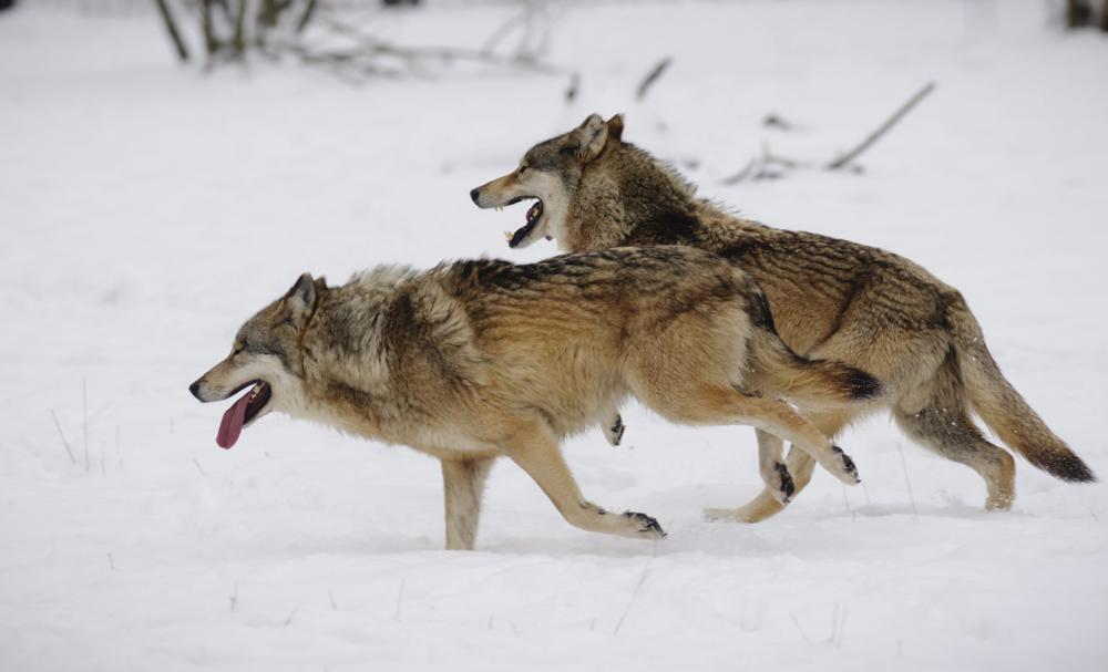 Farkasok futnak a hóban a Hortobágyi Vadasparkban. Fotó: MTI - Czeglédi Zsolt 