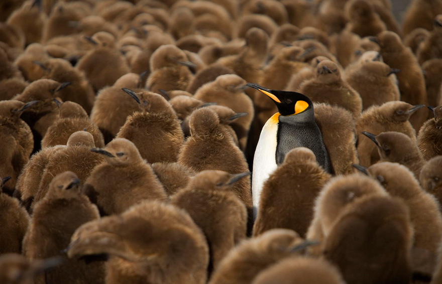 penguin-awareness-day-photography-41