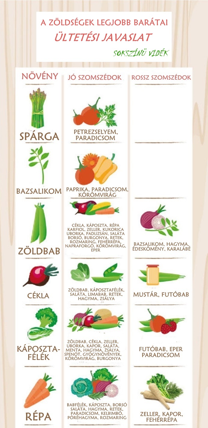 1463173582-1462900453-companion-planting-vegetable-best-friend-suggestions-infographic22