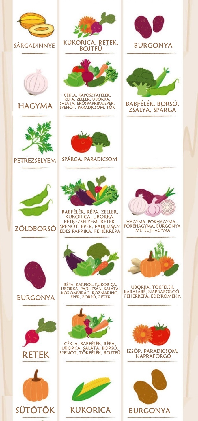 1463173582-1462900453-companion-planting-vegetable-best-friend-suggestions-infographic223232323