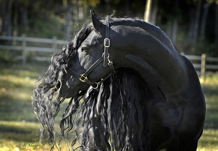 beautiful-horse-mane-black-friesian-frederik-great-13