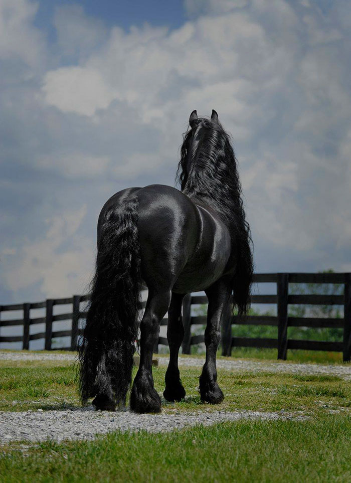 beautiful-horse-mane-black-friesian-frederik-great-26