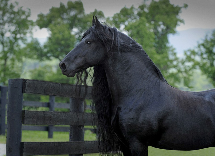 beautiful-horse-mane-black-friesian-frederik-great-3