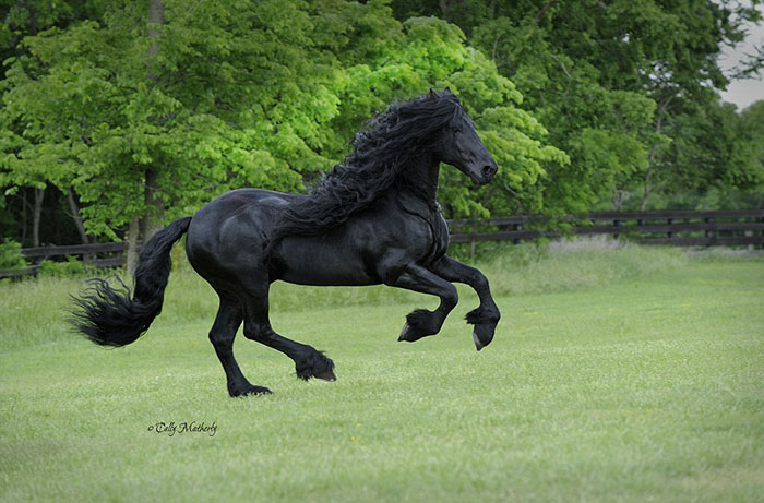 beautiful-horse-mane-black-friesian-frederik-great-5