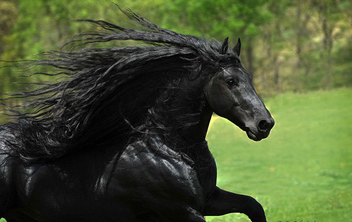 beautiful-horse-mane-black-friesian-frederik-great-6