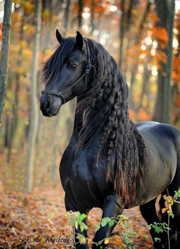 beautiful-horse-mane-black-friesian-frederik-great-7
