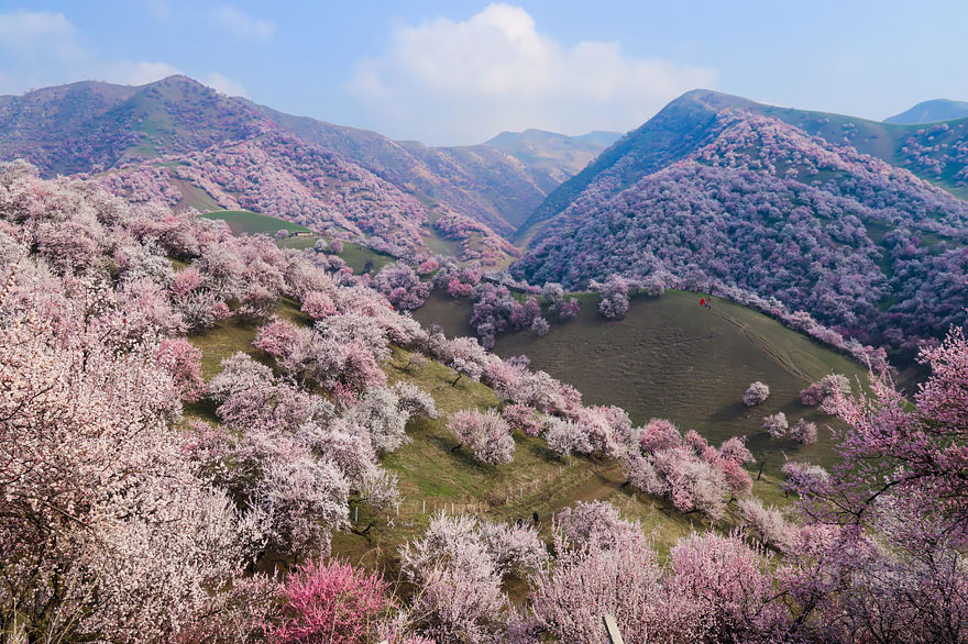 blooming-apricot-valley-yili-china-1