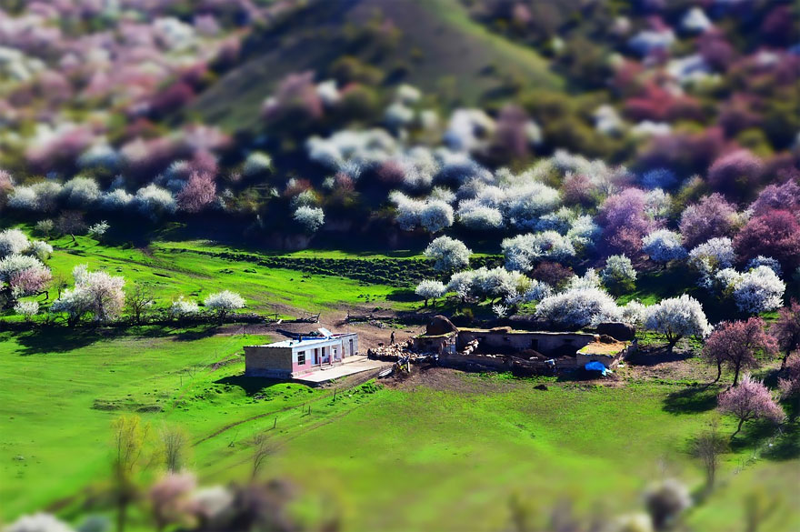 blooming-apricot-valley-yili-china-19