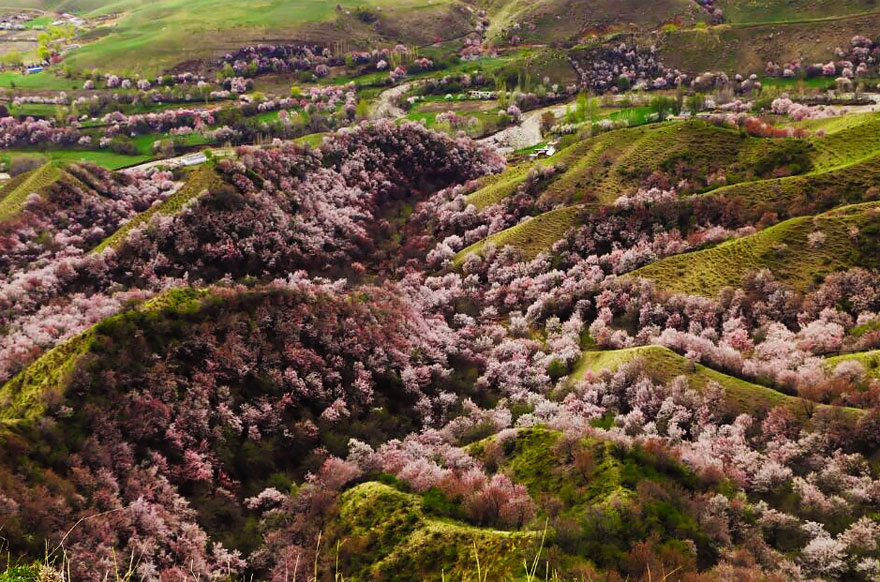 blooming-apricot-valley-yili-china-21