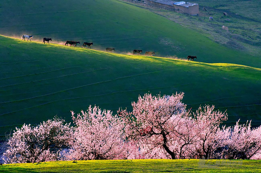 blooming-apricot-valley-yili-china-23