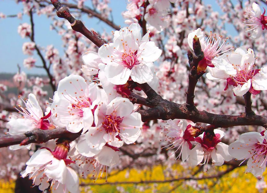 blooming-apricot-valley-yili-china-28