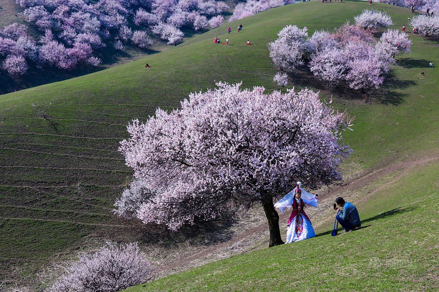 blooming-apricot-valley-yili-china-3