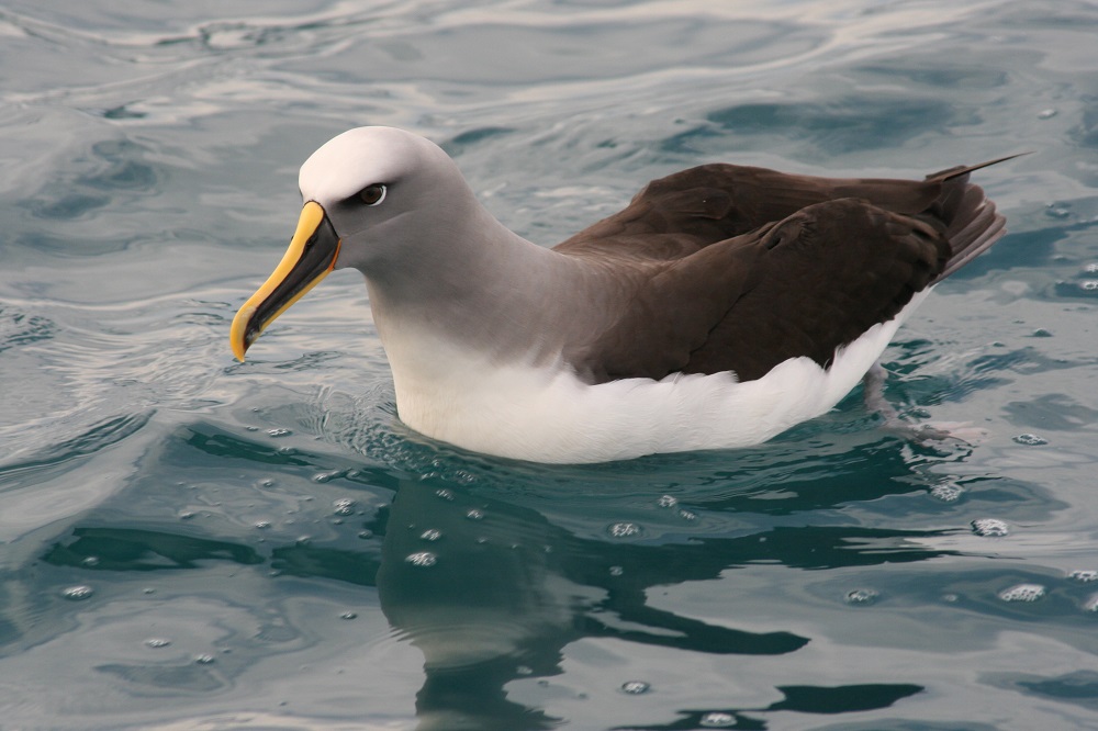 Buller's_Albatross_on_water
