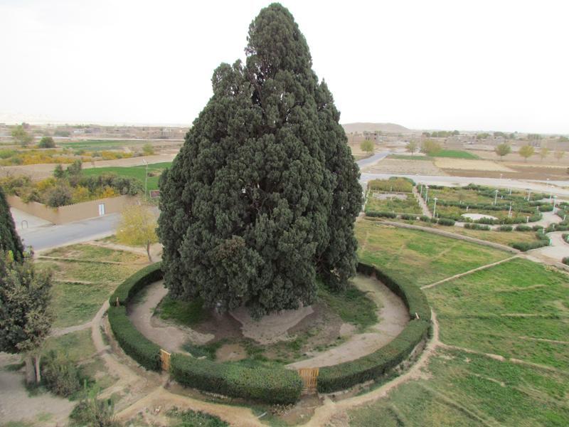 Cypress-of-Abarkuh