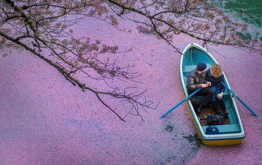sakura-cherry-blossom-drone-photography-danilo-dungo-japan-13