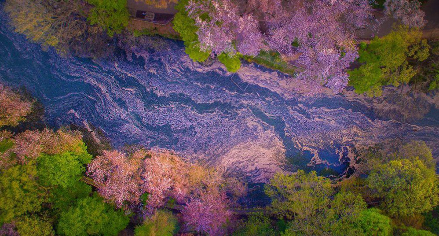 sakura-cherry-blossom-drone-photography-danilo-dungo-japan-2
