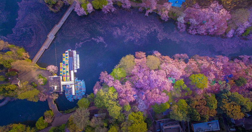 sakura-cherry-blossom-drone-photography-danilo-dungo-japan-3