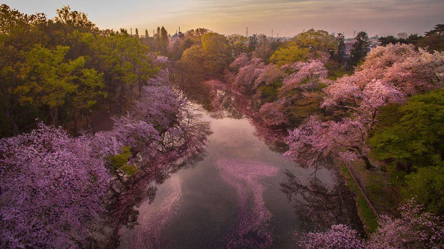 sakura-cherry-blossom-drone-photography-danilo-dungo-japan-8