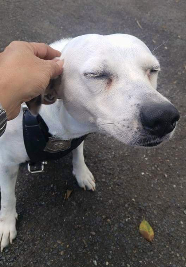 stray-dog-adopted-police-gorgi-bayamon-puerto-rico-1