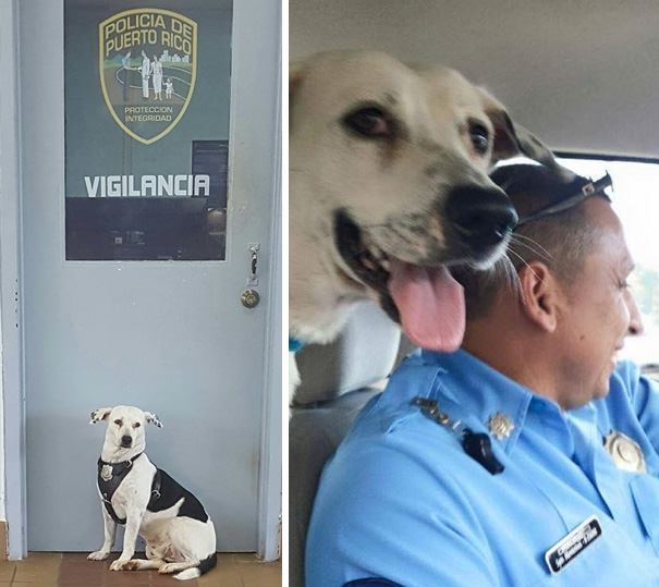 stray-dog-adopted-police-gorgi-bayamon-puerto-rico-13