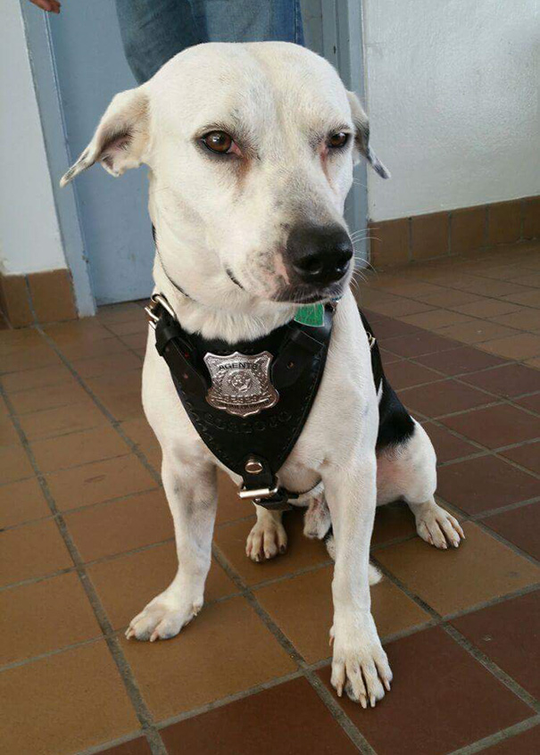 stray-dog-adopted-police-gorgi-bayamon-puerto-rico-5