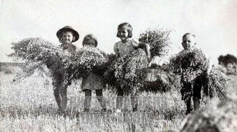 World War II Evacuee children , 1940 . Evacuee children help a farmer bring in the harvest , near Bristol .