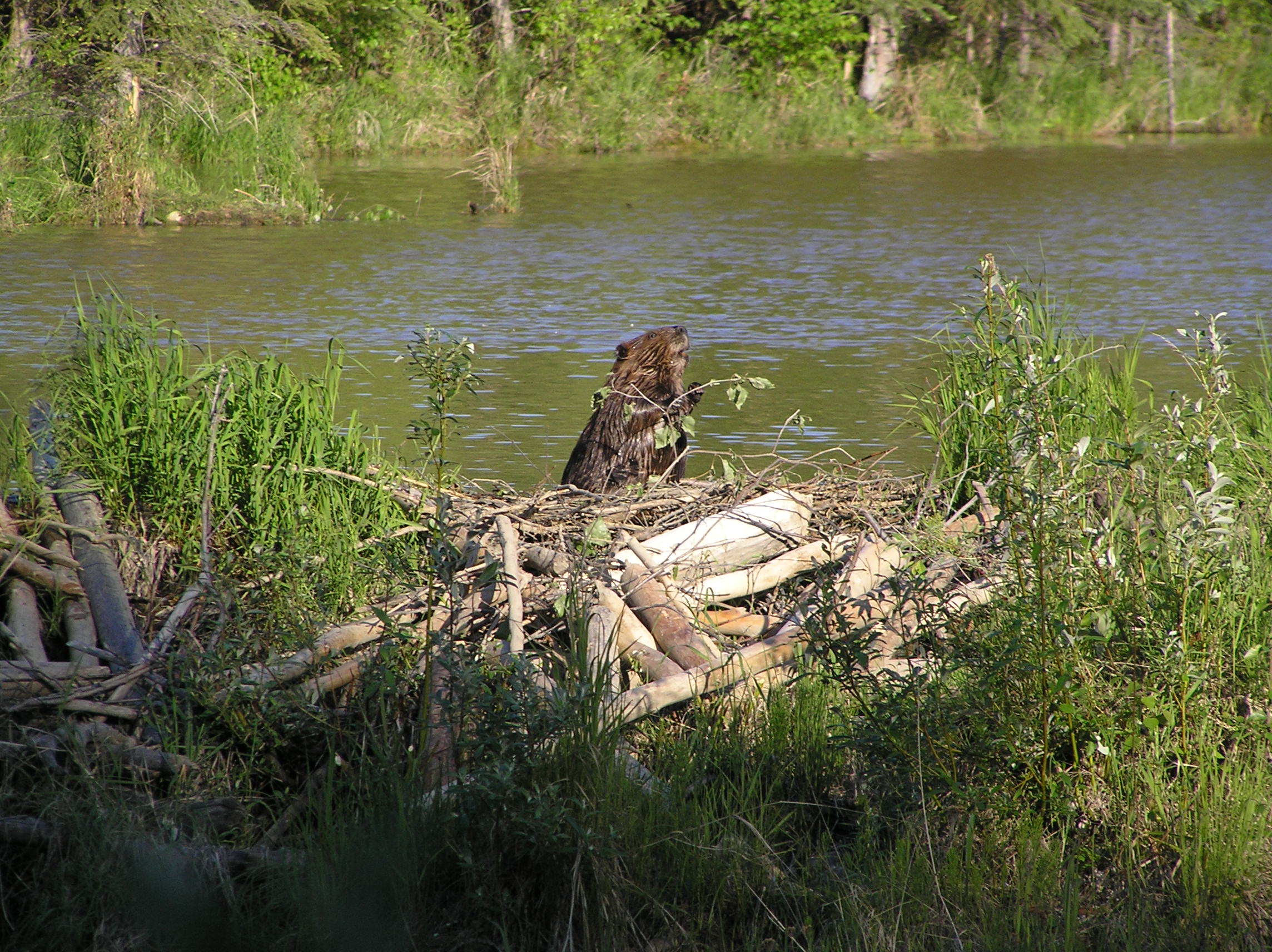 Fotó: beaver dam park